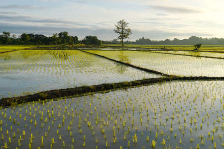 Rice plant pattern on paddy field in the morning.