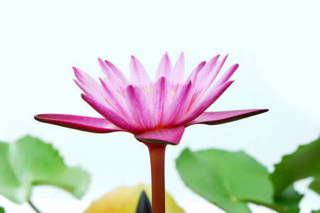 Water Lily in white background.