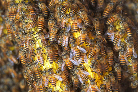 Honey Bees on bee hive in Southeast Asia.