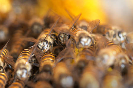 Honey Bees on bee hive in Southeast Asia.