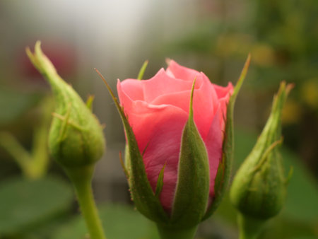 Close up flower for Background.の写真素材
