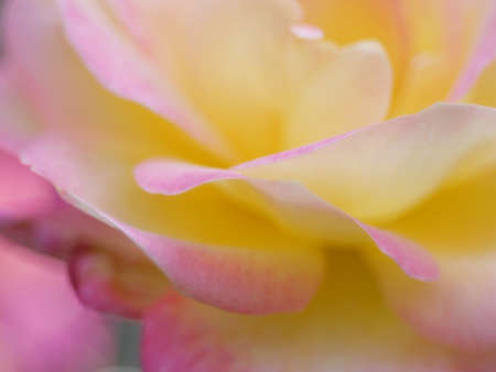 Close up flower for Background.の写真素材