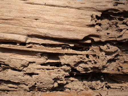 Termites mound on the wood.