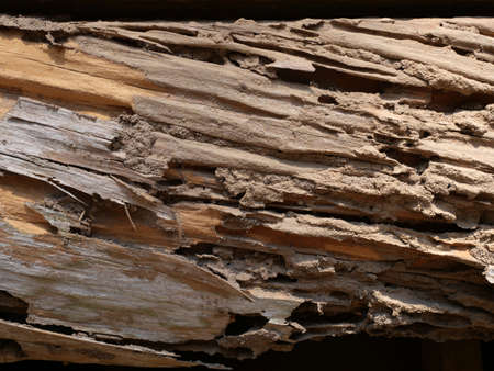 Termites mound on the wood.