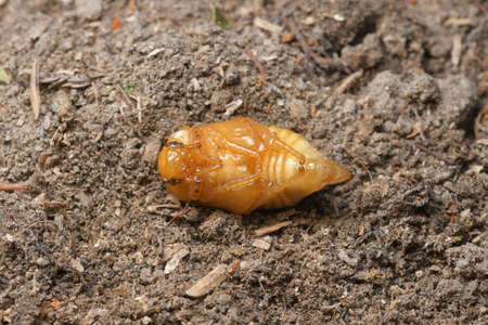 Pupa or Worm on nature Background.の写真素材