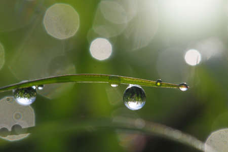 Dew droplets and bokeh in the morning for Nature Background.