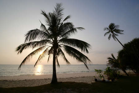 Silhouette coconut palm trees on beach at sunset in Phuket, Thailand.の写真素材