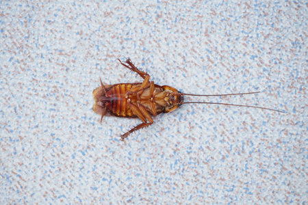 Cockroache dead on floor in the house for Background.