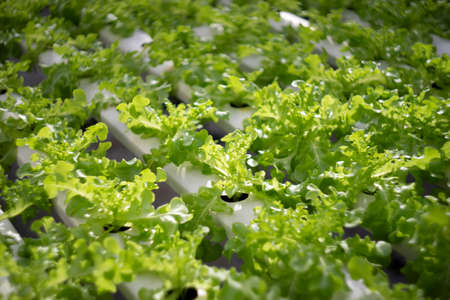 Organic Hydroponic Vegetable farm in greenhouse.の写真素材