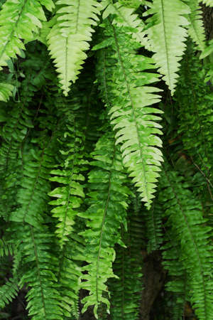 Fern Leaves plant pattern for nature background.の写真素材