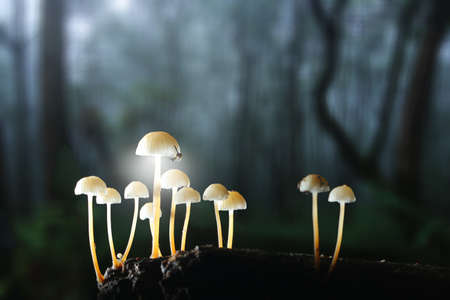 Mushroom plant in Tropical Rainforest.の写真素材