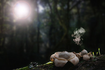 Puffball Mushroom releasing Spores dust in Asia Tropical Rainforest.