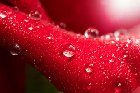 Dew Droplets on red rose in the morning.の写真素材