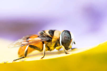 Flower Fly in nature background.の写真素材