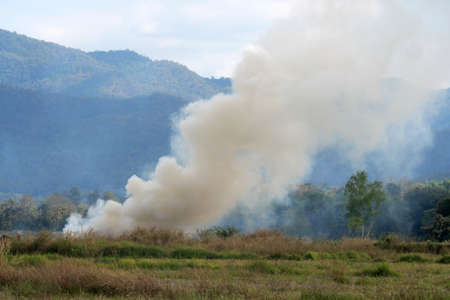 Burning straw after harvest in rice field.の写真素材