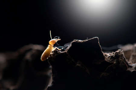 Termites with Termite mound in nature background.の素材 [FY310180216413]