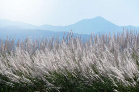 White Grass flowers and the mountain for background. Outdoor in the natural concept.