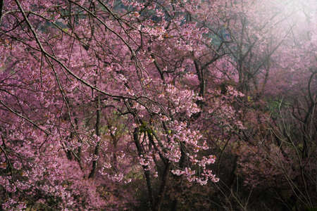 Pink Sakura flowers blooming in nature background.の写真素材