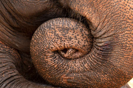 Close to part of Asia Elephant in Thailand.の写真素材