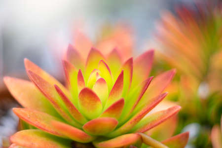 Cactus or Succulent plants for nature Background.の写真素材