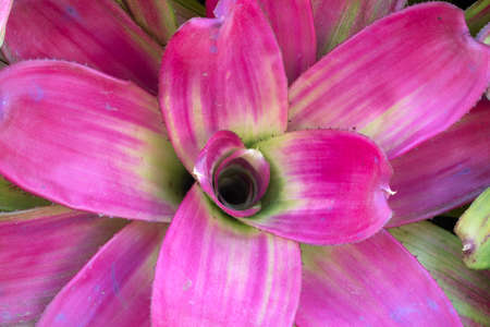 Bromeliads display wall plants for nature background.の写真素材