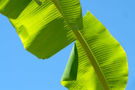 Green Banana leaves pattern for nature Background.の写真素材