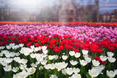 Tulip flowers in the garden.の写真素材