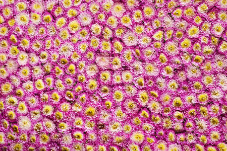 Flowers Pattern for Nature Background.