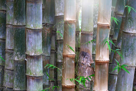 Big Bamboo plant for Nature background.の写真素材