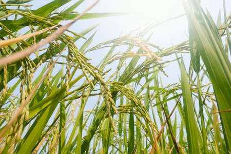 Rice sprouts in paddy field.の写真素材
