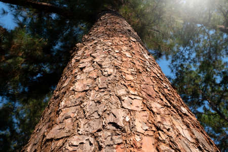 Old Wood texture for Nature Background.の写真素材