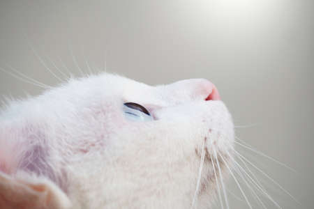 Close up looking up eyes cat in nature background.の写真素材