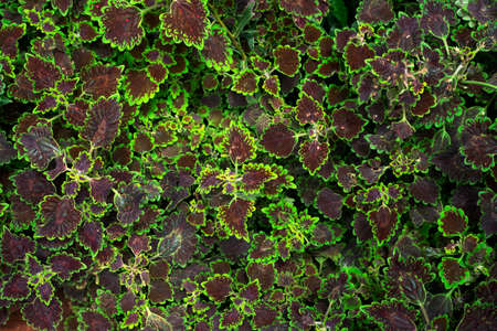 Beautiful leaves pattern for nature Background.の写真素材