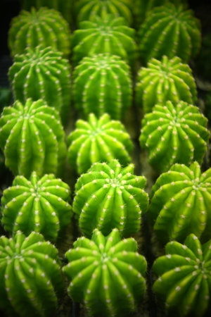 Cactus or Succulent plants for nature Background.の写真素材
