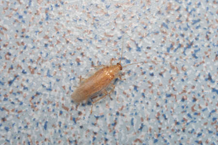 Cockroache nymph on nature background.