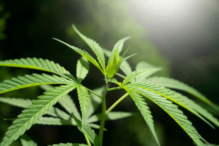 Marijuana leaves plants in nature background.の写真素材