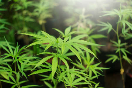 Marijuana leaves plants in nature background.の写真素材