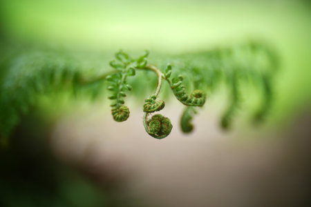 Close up Fern leaves in tropical rainforest.の写真素材