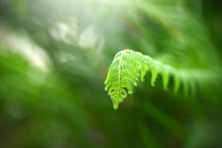 Close up Fern leaves in tropical rainforest.の写真素材