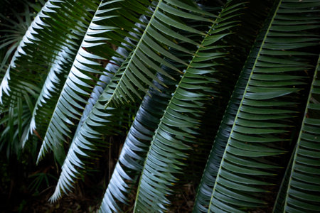 Tree Palm leafs pattern for nature background.の写真素材