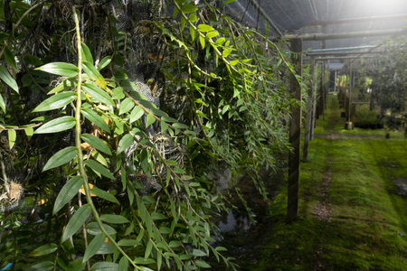 Orchid seedlings hanging on a plant nursery in the orchid farm.