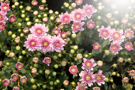 Chrysanthemum flowers in plantation nursery for nature background.