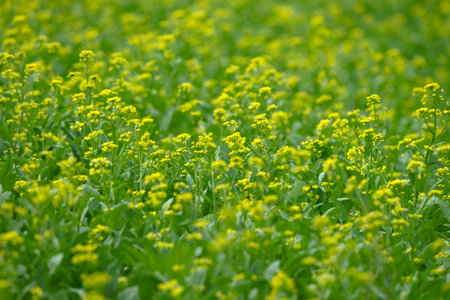 Mustard Greens with flowers Vegetables in Agricultural greenhouse farm.の写真素材