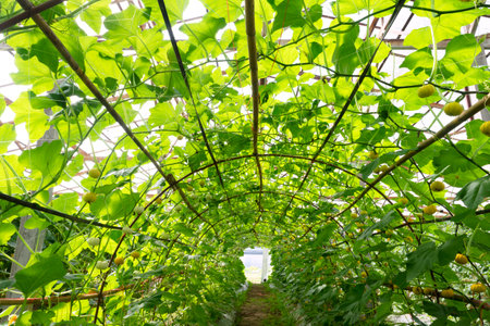 Golden Pumpkin in Agricultural greenhouse farm.の写真素材
