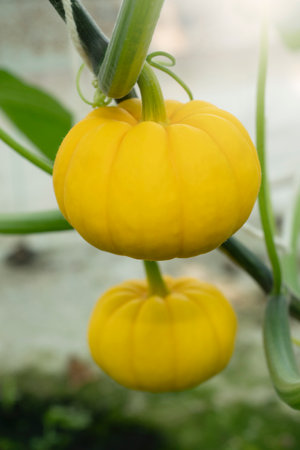Golden Pumpkin in Agricultural greenhouse farm.の写真素材