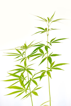 Cannabis or Marijuana leaves plants on white background.の写真素材