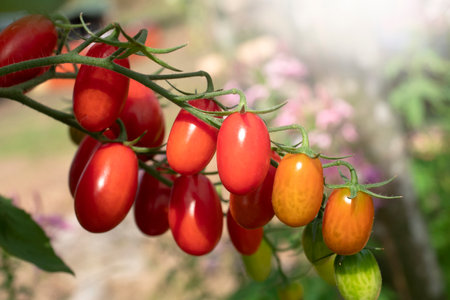 Red Tomato in greenhouse for nature background.の写真素材