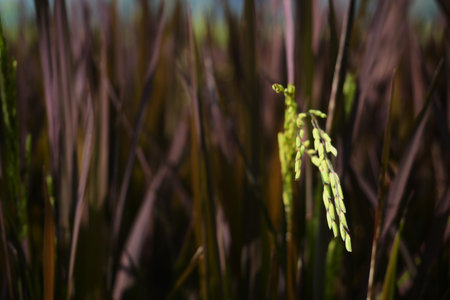 Red rice plants or rice berry pink leaves in organic rice paddy fields.の写真素材