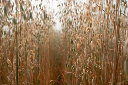 Oat Rice Plants in nature Background.の写真素材