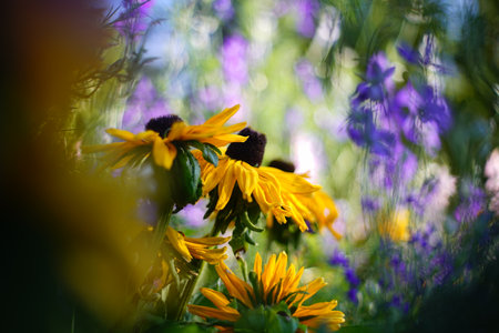 Beautiful Winter Flowers in the Garden.の写真素材